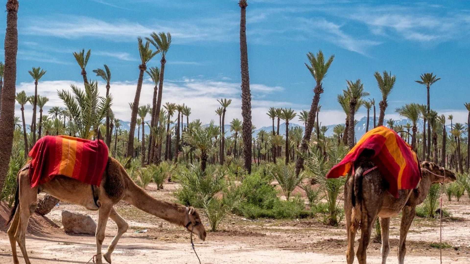 Balade à dos de chameau à la Palmeraie de Marrakech
